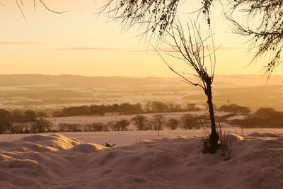 Bare tree on snow covered land against sky during sunset
