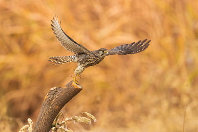 Close-up of bird taking off from branch