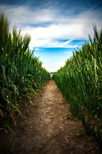 Surface level of agricultural field against sky
