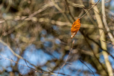 Close-up of butterfly on branch