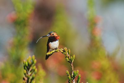 Close-up of bird perching on plant