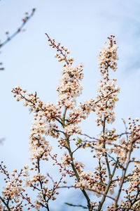 Low angle view of cherry blossom against sky