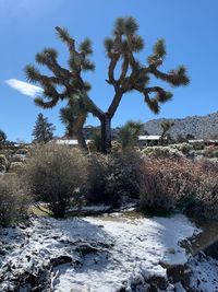 Trees growing on snow covered land against sky