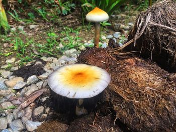 High angle view of mushroom growing on field