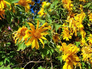 Close-up of yellow flowering plants