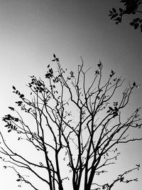 Low angle view of silhouette bird flying against clear sky