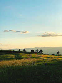 Scenic view of agricultural field against sky during sunset