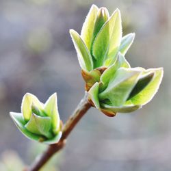 Close-up of succulent plant