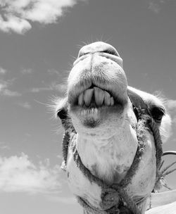 Smiling dromedary in the uae desert. 