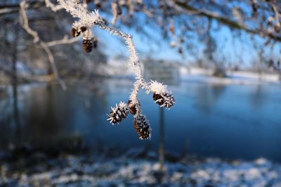 Close-up of frozen plant