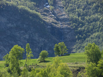 Spring in a norwegian fjörd