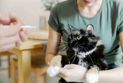 Portrait of a green-eyed tricolor cat in the arms of a girl.