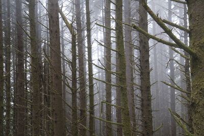 Pine trees in forest