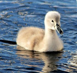 Close-up of baby swan swimming in lake