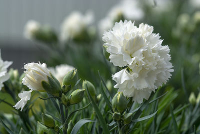 Close-up of white flowering plant