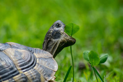 Close-up of tortoise eating plant