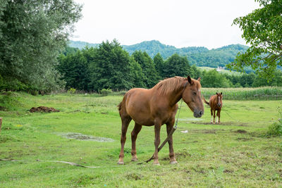 Horse standing in a field