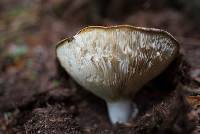 Close-up of mushroom growing on field