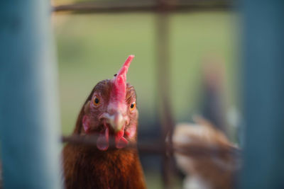 Close-up of rooster