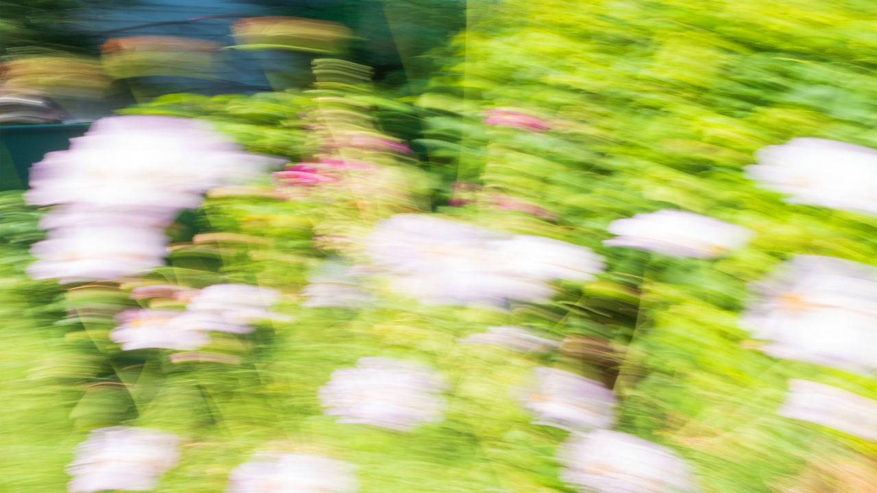 blurred motion, motion, green, speed, flower, grass, leaf, defocused, plant, day, nature, outdoors, long exposure, tree, no people