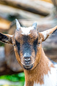 Close-up portrait of a goat