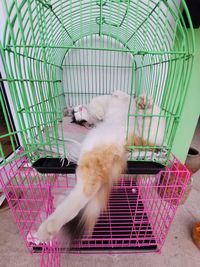 Cat sitting in cage