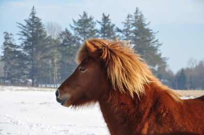 Redbrown horse in front of forest in wintertime