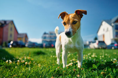 Dog running on field