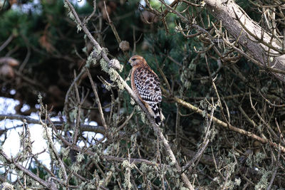 Low angle view of bird perching on branch