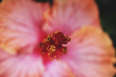 Close-up of pink flower