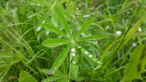 Close-up of wet grass