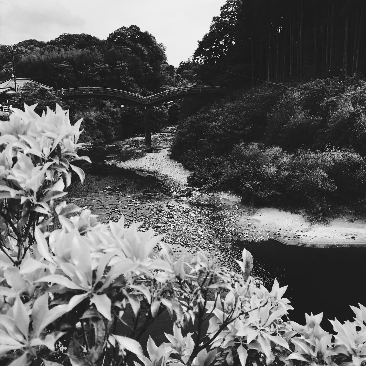 plant, growth, beauty in nature, flowering plant, flower, nature, water, tree, no people, freshness, day, tranquility, vulnerability, fragility, outdoors, tranquil scene, close-up, scenics - nature, plant part, flower head