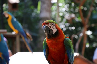 Close-up of birds