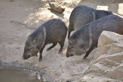 High angle view of peccaries drinking water