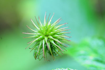 Close-up of plant