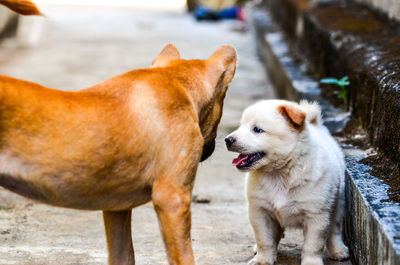 Puppy with dog