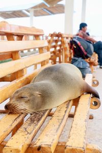 Sea lion sleeping on bench