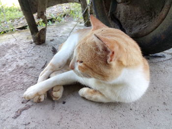 Close-up of cat sleeping