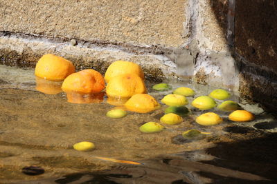 Lemons and oranges floating on water by wall