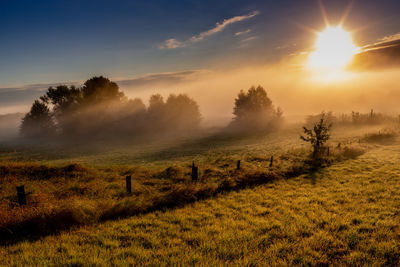 Sunrise in the biebrza national park. foggy morning. the sun is shining through the fog. podlasie