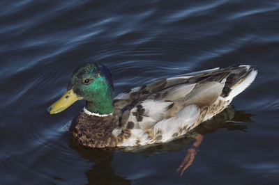 Close-up of a duck in lake