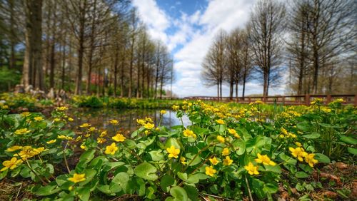 Scenic view of flowering plants and trees on field against sky