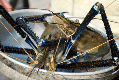 Fresh lobster in a bowl at the fish market. sri lanka.