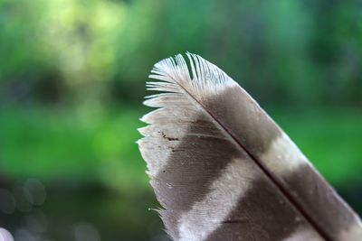 Close-up of feather