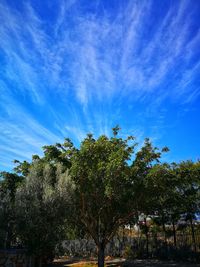 Low angle view of trees against sky