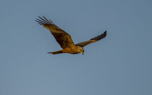 Low angle view of eagle flying against clear sky