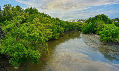 Scenic view of river amidst trees against sky