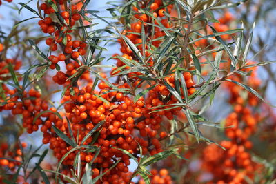 Low angle view of orange berries on tree