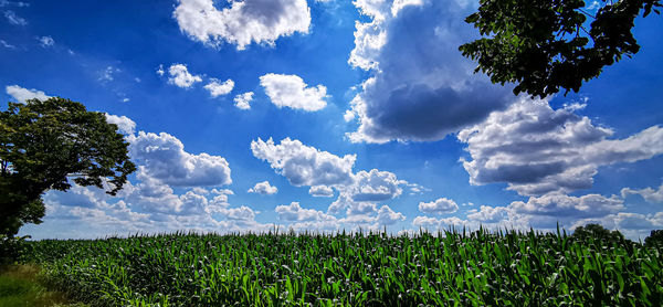 Scenic view of agricultural field against sky