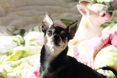 Portrait of dog on bed at home